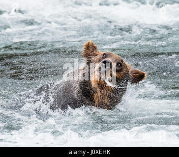 Der Braunbär Bürsten Wasser, umgeben von Spray. USA. Alaska. Kathmai Nationalpark. Große Abbildung. Stockfoto