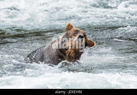 Der Braunbär Bürsten Wasser, umgeben von Spray. USA. Alaska. Kathmai Nationalpark. Große Abbildung. Stockfoto