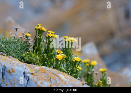 Inula crithmoides Stockfoto