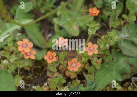 Anagallis arvensis Stockfoto