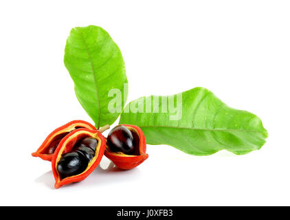 Kastanien (Sterculia Monosperma) auf weißem Hintergrund. Stockfoto