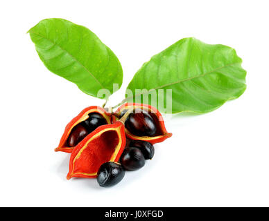 Kastanien (Sterculia Monosperma) auf weißem Hintergrund. Stockfoto