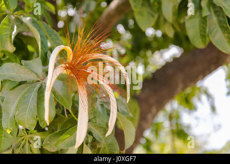 Guayana Kastanie tropische Blume Stockfoto