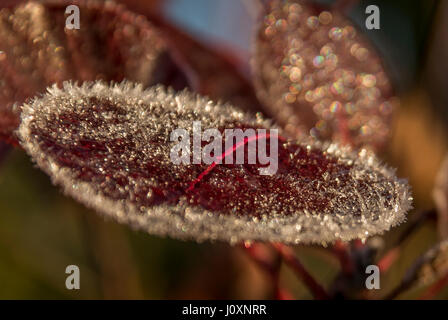 Frost auf einem Cotinus Blatt Stockfoto