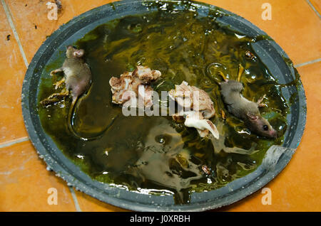 Ratten auf Stick kleben Mausefalle im Haus Stockfoto