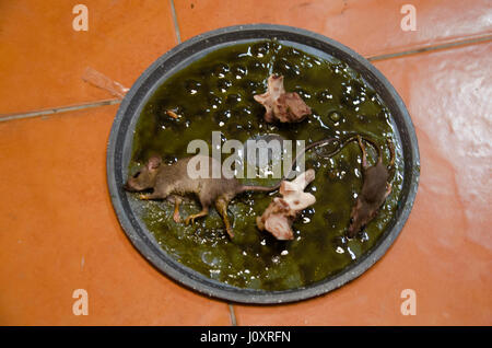 Ratten auf Stick kleben Mausefalle im Haus Stockfoto