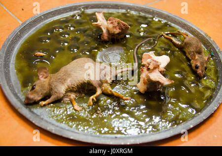 Ratten auf Stick kleben Mausefalle im Haus Stockfoto