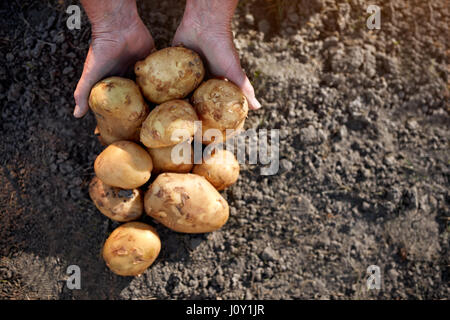 Nahaufnahme eines gereiften Kartoffeln in Gärten Boden Stockfoto