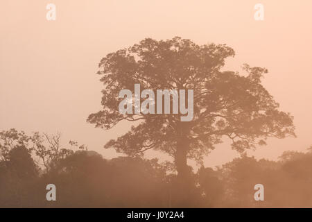 Morgennebel in Yasuni Nationalpark, Ecuador Stockfoto