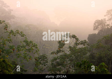 Morgennebel im Yasuni-Nationalpark, Stockfoto