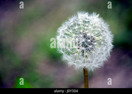 Löwenzahn seedhead Stockfoto