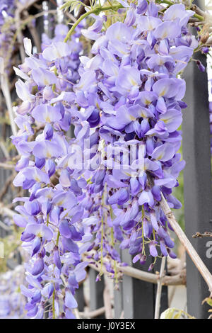 Nahaufnahme von einem schönen Wasserfall von Glyzinien Blüten. Stockfoto