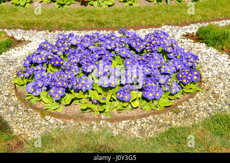 Primula Crescendo Blautöne Stockfoto