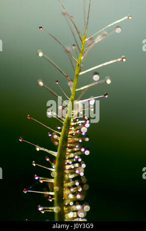 Drosera Dichotoma Gabel blätterige Sunplant, eine Caniverous Pflanze. ähnlich wie bei der Venusfliegenfalle, die fliegen und andere Insekten anzieht. Stockfoto