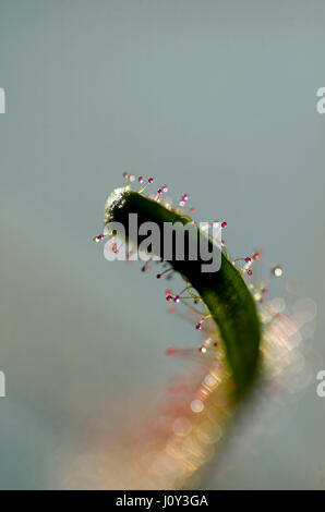 Drosera Dichotoma Gabel blätterige Sunplant, eine Caniverous Pflanze. ähnlich wie bei der Venusfliegenfalle, die fliegen und andere Insekten anzieht. Stockfoto