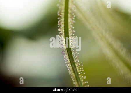 Drosera Dichotoma Gabel blätterige Sunplant, eine Caniverous Pflanze. ähnlich wie bei der Venusfliegenfalle, die fliegen und andere Insekten anzieht. Stockfoto