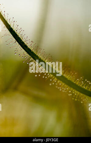 Drosera Dichotoma Gabel blätterige Sunplant, eine Caniverous Pflanze. ähnlich wie bei der Venusfliegenfalle, die fliegen und andere Insekten anzieht. Stockfoto