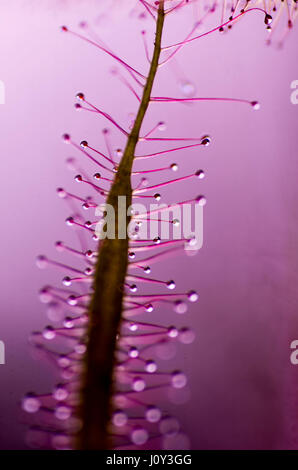 Drosera Dichotoma Gabel blätterige Sunplant, eine Caniverous Pflanze. ähnlich wie bei der Venusfliegenfalle, die fliegen und andere Insekten anzieht. Stockfoto