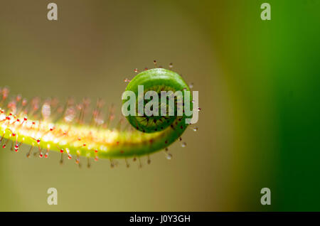 Drosera Dichotoma Gabel blätterige Sunplant, eine Caniverous Pflanze. ähnlich wie bei der Venusfliegenfalle, die fliegen und andere Insekten anzieht. Stockfoto