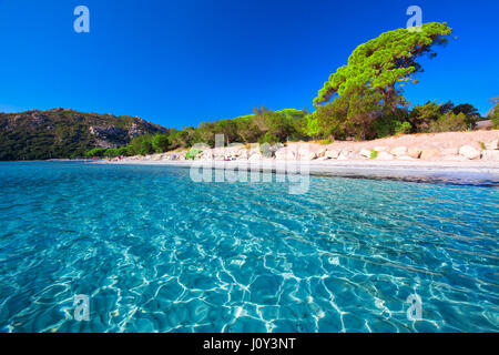 Santa Giulia sandigen Strand mit Pinien und Azure klare Wasser, Korsika, Frankreich, Europa Stockfoto