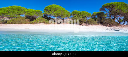 Palombaggia sandigen Strand mit Pinien und Azure klare Wasser, Korsika, Frankreich, Europa. Stockfoto