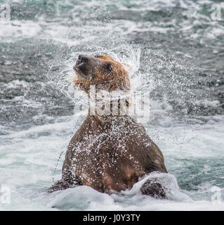 Der Braunbär Bürsten Wasser, umgeben von Spray. USA. Alaska. Kathmai Nationalpark. Große Abbildung. Stockfoto