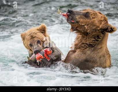 Mutter Braunbär mit Cub frisst Lachs im Fluss. USA. Alaska. Kathmai Nationalpark. Große Abbildung. Stockfoto