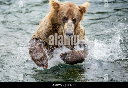 Ein Braunbär schwimmt im See. USA. Alaska. Kathmai Nationalpark. Große Abbildung. Stockfoto