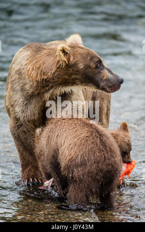 Mutter Braunbär mit Cub frisst Lachs im Fluss. USA. Alaska. Kathmai Nationalpark. Große Abbildung. Stockfoto