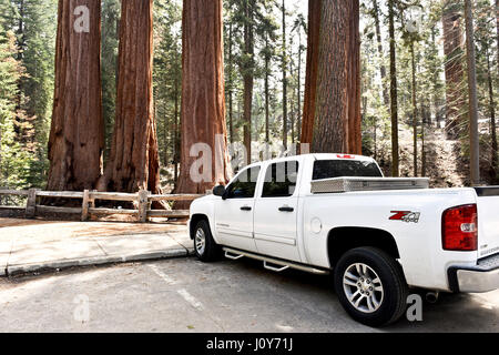 Pickup-Truck im Sequoia National Park Stockfoto
