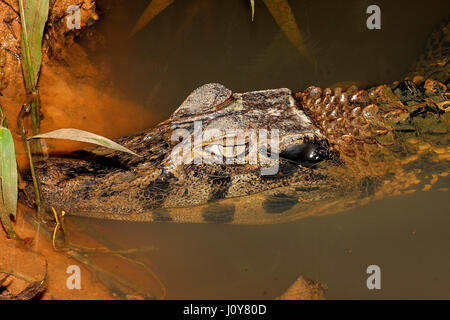 Schwarzen Kaiman im Amazonas Regenwald in der Nähe von Puyo, Ecuador Stockfoto