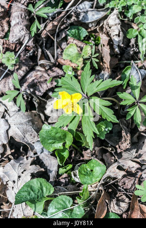 Pflügen (Gelbes Buschwindröschen) Blüte im Frühjahr Palava Berge in Südmähren Stockfoto