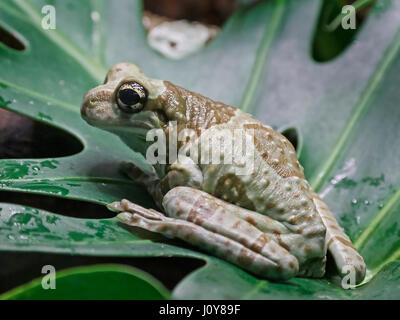 Mission Golden eyed Laubfrosch sitzt auf einem großen Blatt in seinem Lebensraum Stockfoto