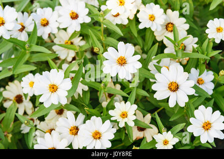 Weiße Zinnia Angustifolia Blüten auf Blumenbeet Stockfoto