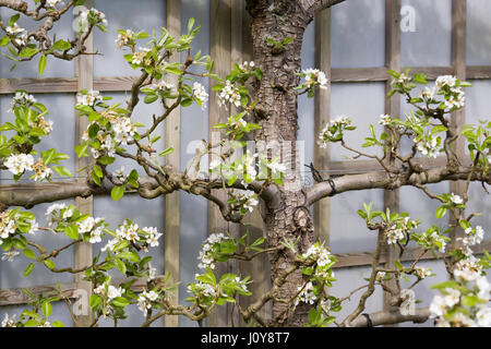 Pyrus Communis. Spalier Birne Williams "Bon Chretien". Stockfoto