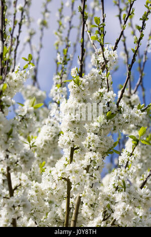 Prunus Domestica. Pflaume 'Opal' Blüte im Frühjahr. Stockfoto