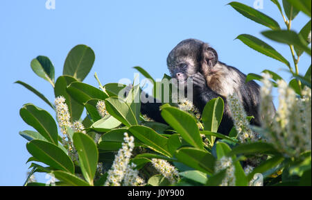 Ein Buffy leitete Kapuziner Affe auf einem Baum klettern Stockfoto