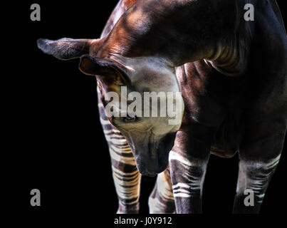 Eine Nahaufnahme von einem Okapi auf schwarzem Hintergrund Stockfoto