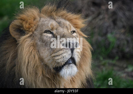 Headshot eines männlichen Löwen Stockfoto