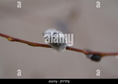 Nahaufnahme eines Catkin mit Regentropfen. Stockfoto