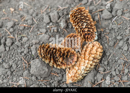 piny Zapfen am Boden Stockfoto