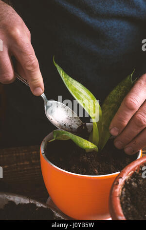 Man pflanzt indoor Blume in orange Topf Seite Ansicht vertikal Stockfoto