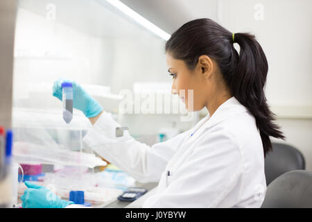 Closeup Portrait, Wissenschaftler halten 50 mL konische Rohr mit blauen flüssige Lösung, Laborexperimente, isoliert Lab Background. Forensik, Genetik Stockfoto