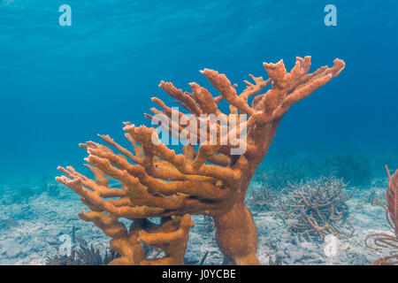 Elkhorn Korallen (Acropora Palmata) gilt als eines der wichtigsten Korallen Riff-Gebäude in der Karibik. Stockfoto