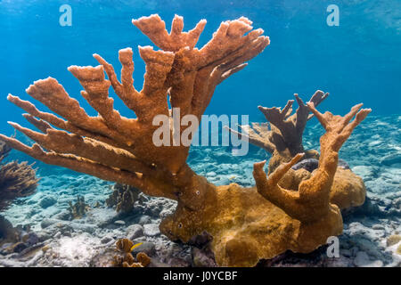 Elkhorn Korallen (Acropora Palmata) gilt als eines der wichtigsten Korallen Riff-Gebäude in der Karibik. Stockfoto