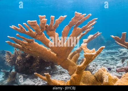 Elkhorn Korallen (Acropora Palmata) gilt als eines der wichtigsten Korallen Riff-Gebäude in der Karibik. Stockfoto