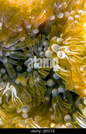 Lebrunia Danae ist eine Art von Seeanemonen in der Familie Aliciidae Stockfoto