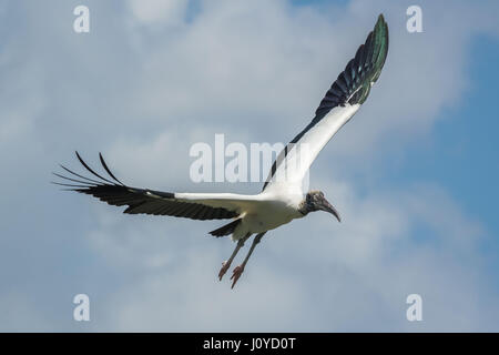 Storch Holz/Holz Storch im Flug an einem bewölkten blauen Himmel schweben Stockfoto