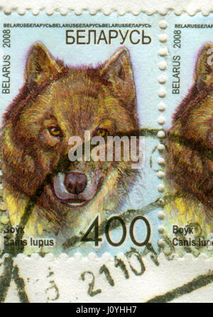 GOMEL, WEIßRUSSLAND, 15. APRIL 2017. Gedruckt in Belarus Stempel zeigt Bild der graue Wolf oder graue Wolf (Canis Lupus), auch bekannt als die Timberwolf oder wir Stockfoto