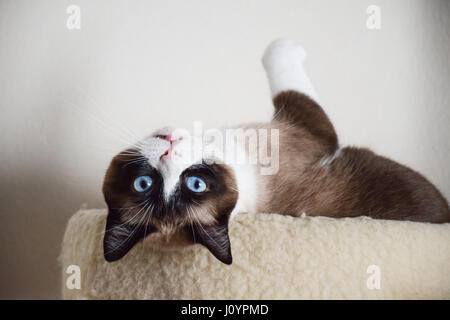 Katze mit blauen Augen Stockfoto